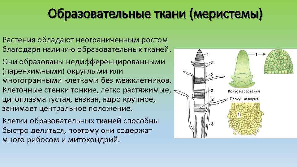 Образовательные ткани (меристемы) Растения обладают неограниченным ростом благодаря наличию образовательных тканей. Они образованы недифференцированными