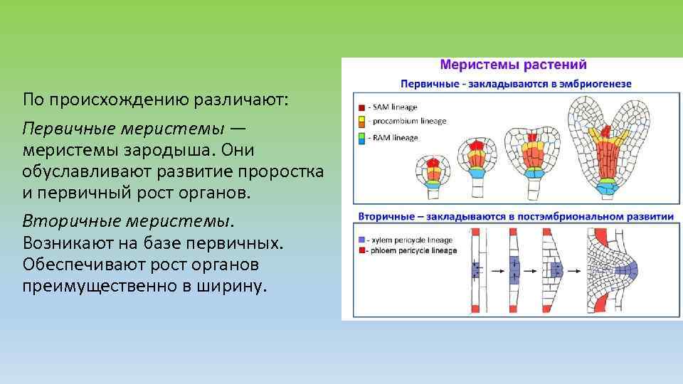 По происхождению различают: Первичные меристемы — меристемы зародыша. Они обуславливают развитие проростка и первичный