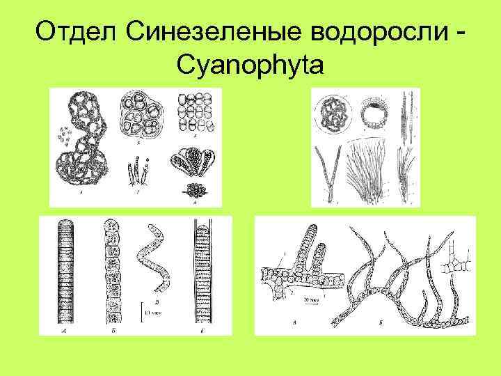 Отдел Синезеленые водоросли Cyanophyta 