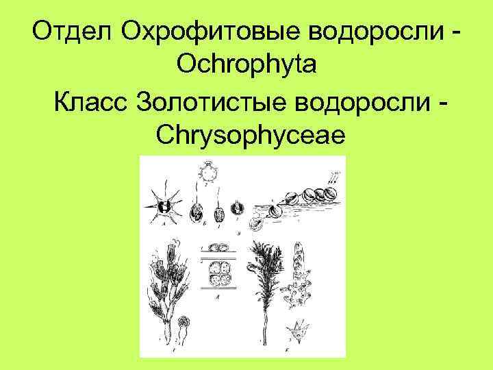 Отдел Охрофитовые водоросли Ochrophyta Класс Золотистые водоросли Chrysophyceae 