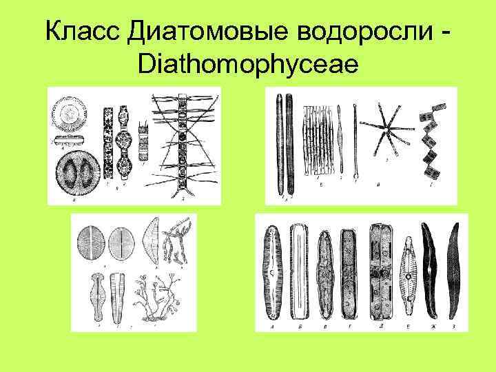 Класс Диатомовые водоросли Diathomophyceae 