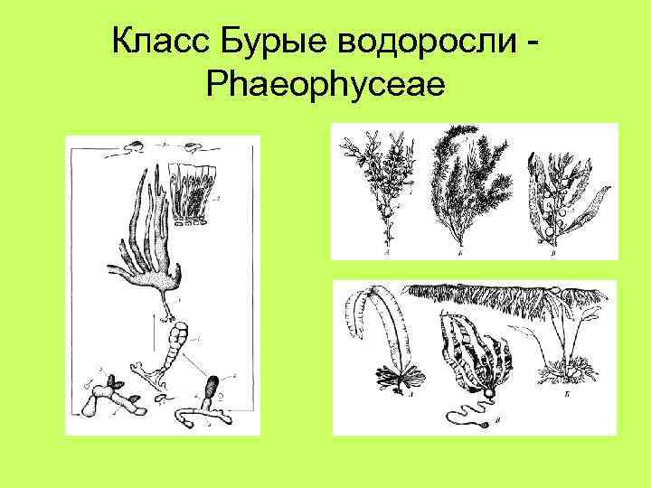 Класс Бурые водоросли Phaeophyceae 