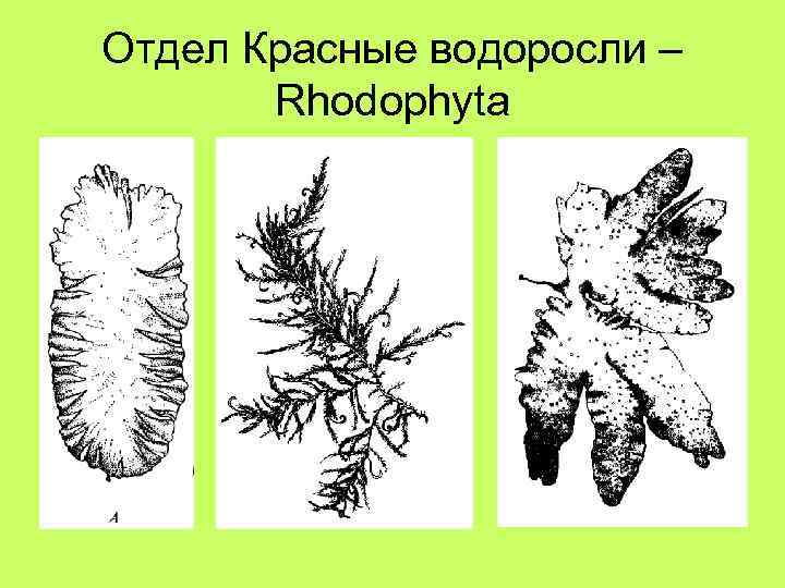 Отдел Красные водоросли – Rhodophyta 