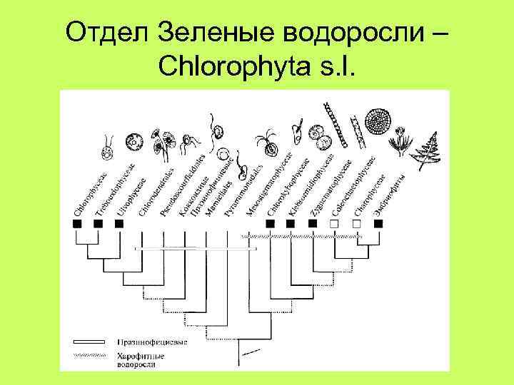 Отдел Зеленые водоросли – Chlorophyta s. l. 