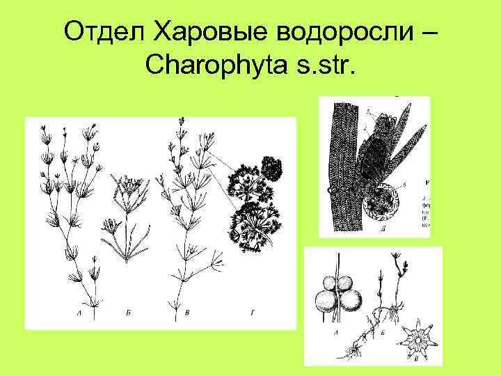 Отдел Харовые водоросли – Charophyta s. str. 