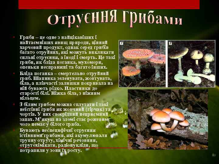  • Гриби – це одне з найцікавіших і найтаємніших явищ природи, цінний харчовий