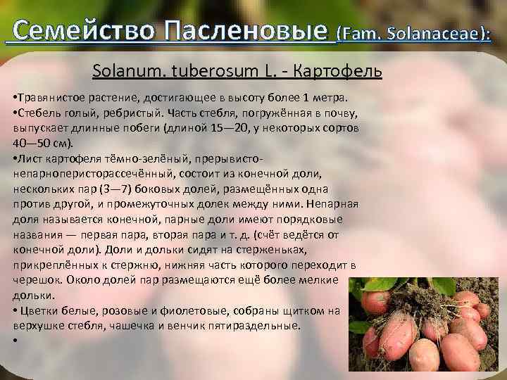  Семейство Пасленовые (Fam. Solanaceae): Solanum. tuberosum L. - Картофель • Травянистое растение, достигающее