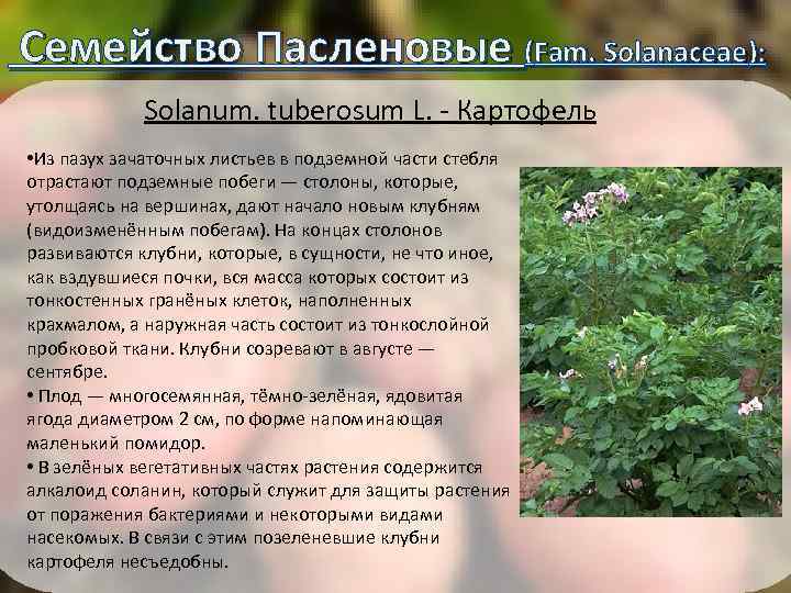  Семейство Пасленовые (Fam. Solanaceae): Solanum. tuberosum L. - Картофель • Из пазух зачаточных