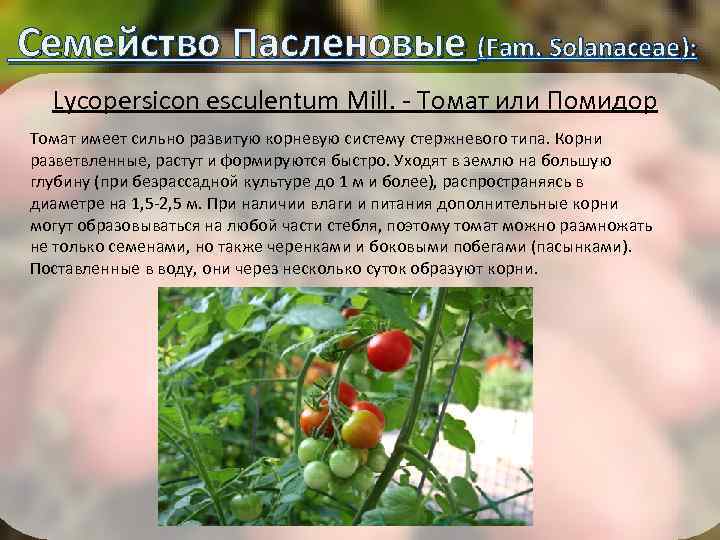  Семейство Пасленовые (Fam. Solanaceae): Lycopersicon esculentum Mill. - Томат или Помидор Томат имеет