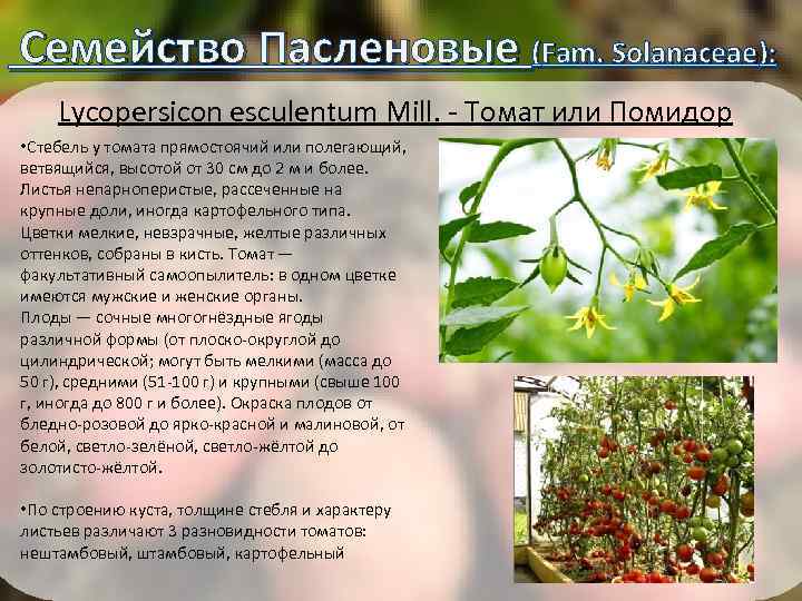  Семейство Пасленовые (Fam. Solanaceae): Lycopersicon esculentum Mill. - Томат или Помидор • Стебель