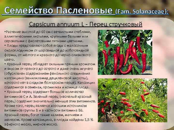  Семейство Пасленовые (Fam. Solanaceae): Capsicum annuum L - Перец стручковый • Растение высотой