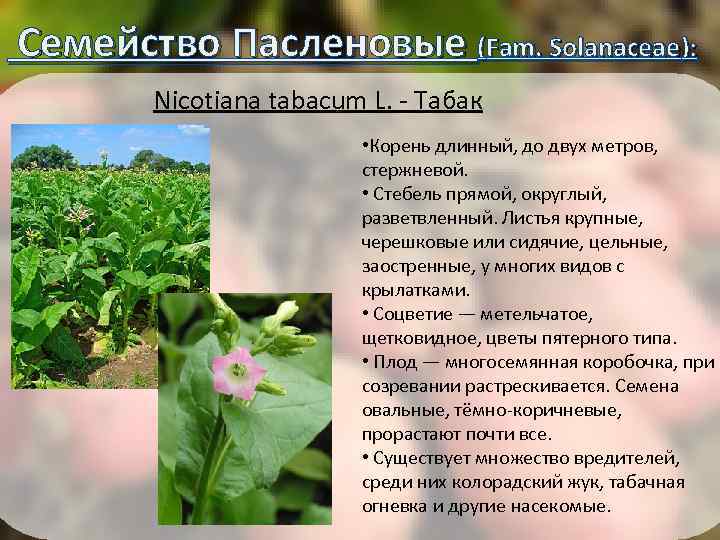  Семейство Пасленовые (Fam. Solanaceae): Nicotiana tabacum L. - Табак • Корень длинный, до