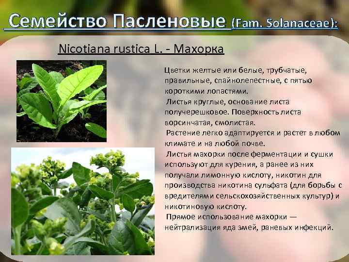  Семейство Пасленовые (Fam. Solanaceae): Nicotiana rustica L. - Махорка Цветки желтые или белые,