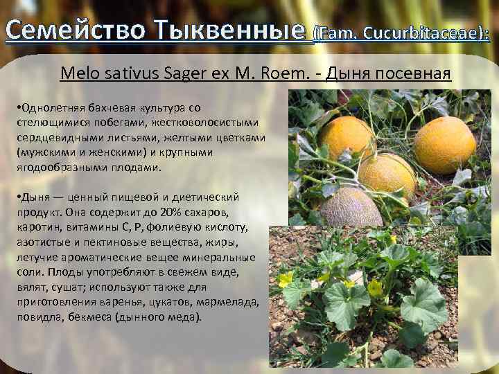 Семейство Тыквенные (Fam. Cucurbitaceae): Melo sativus Sager ex M. Roem. - Дыня посевная •