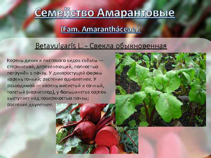  Семейство Амарантовые 1 (Fam. Amarantháceae): Betavulgaris L. - Свекла обыкновенная Корень диких и