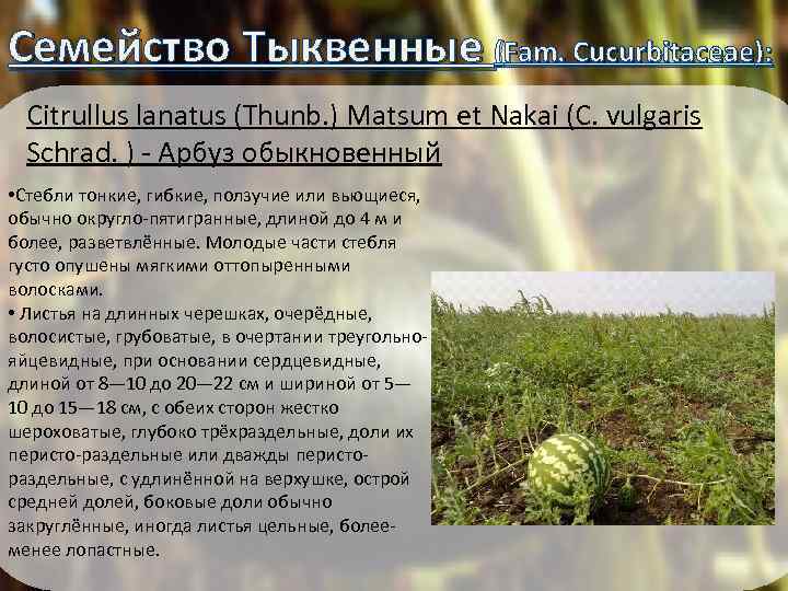 Семейство Тыквенные (Fam. Cucurbitaceae): Citrullus lanatus (Thunb. ) Matsum et Nakai (C. vulgaris Schrad.