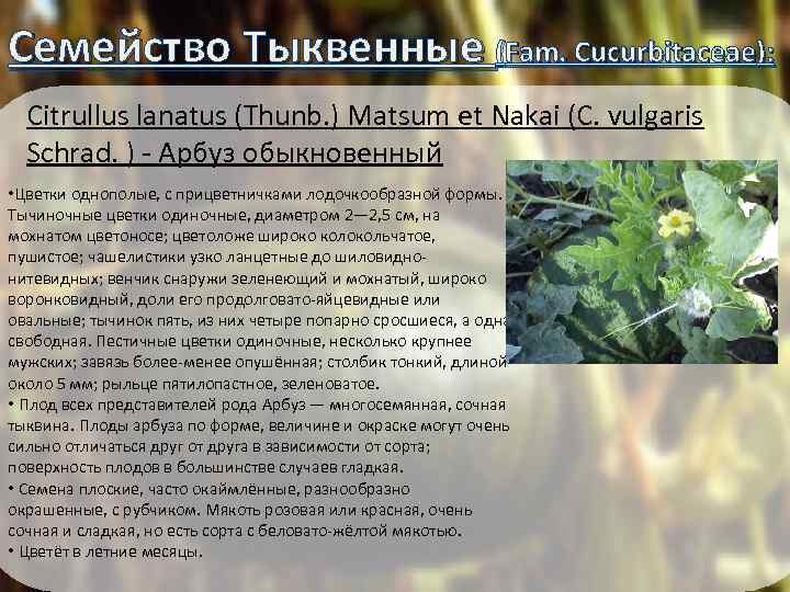 Семейство Тыквенные (Fam. Cucurbitaceae): Citrullus lanatus (Thunb. ) Matsum et Nakai (C. vulgaris Schrad.