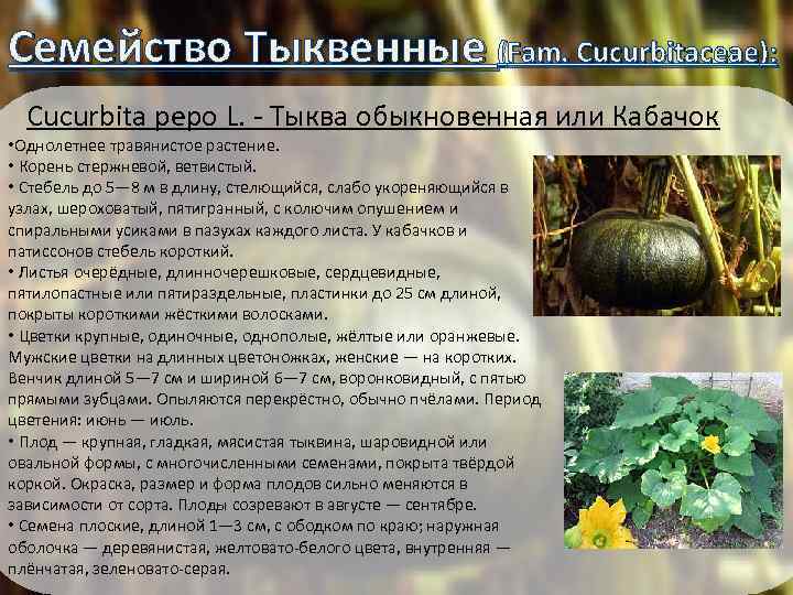 Семейство Тыквенные (Fam. Cucurbitaceae): Cucurbita pepo L. - Тыква обыкновенная или Кабачок • Однолетнее