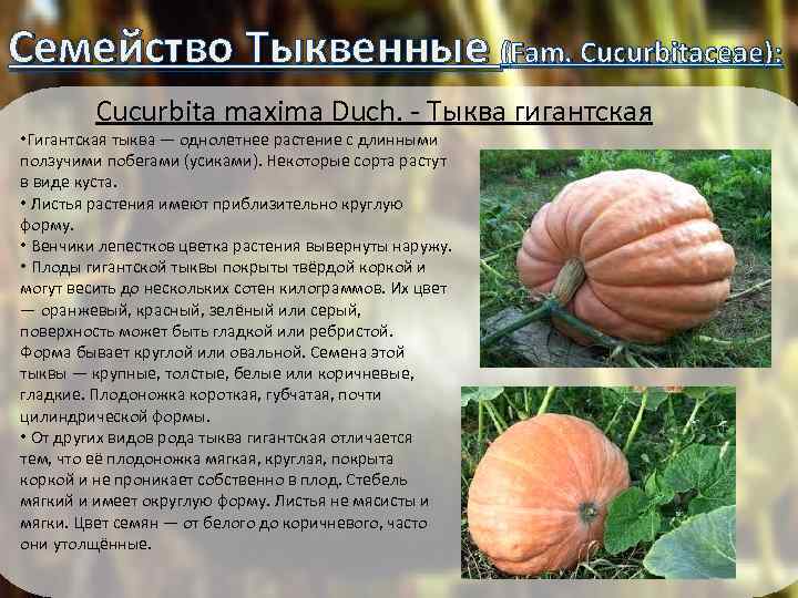 Семейство Тыквенные (Fam. Cucurbitaceae): Cucurbita maxima Duch. - Тыква гигантская • Гигантская тыква —