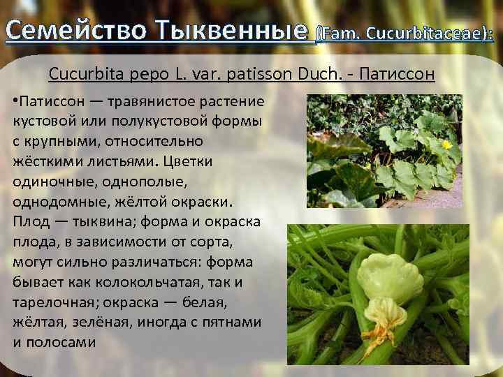 Семейство Тыквенные (Fam. Cucurbitaceae): Cucurbita pepo L. var. patisson Duch. - Патиссон • Патиссон
