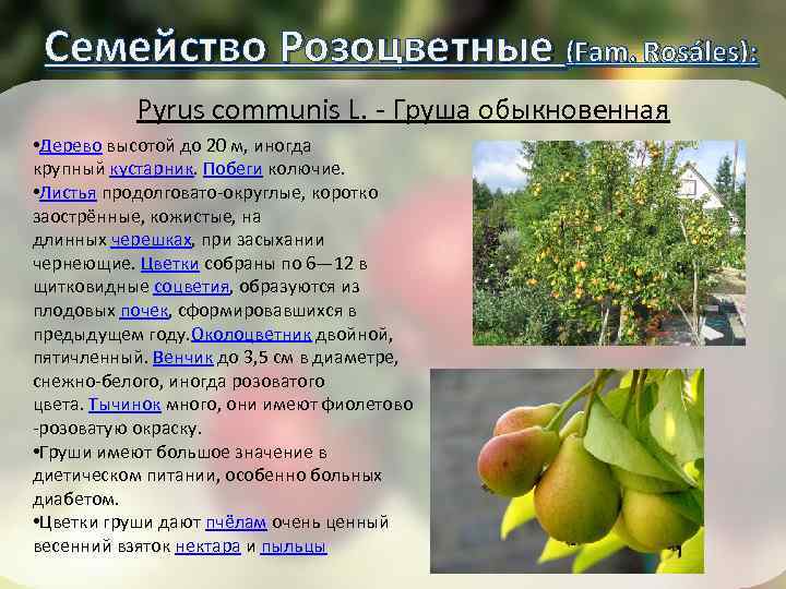 Семейство Розоцветные (Fam. Rosáles): ): Pyrus communis L. - Груша обыкновенная • Дерево высотой