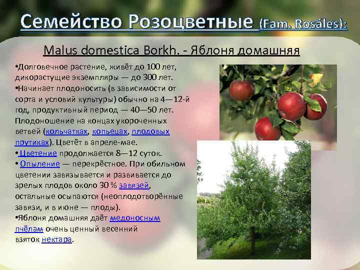 Семейство Розоцветные (Fam. Rosáles): ): Malus domestica Borkh. - Яблоня домашняя • Долговечное растение,