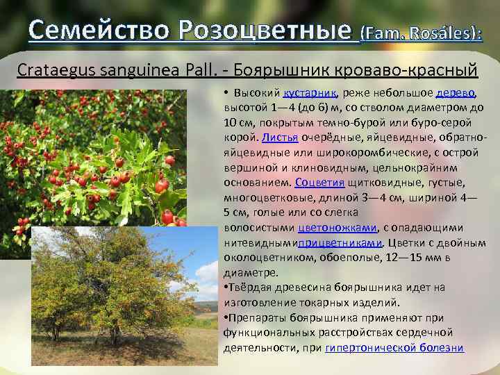 Семейство Розоцветные (Fam. Rosáles): ): Crataegus sanguinea Pall. - Боярышник кроваво-красный • Высокий кустарник,
