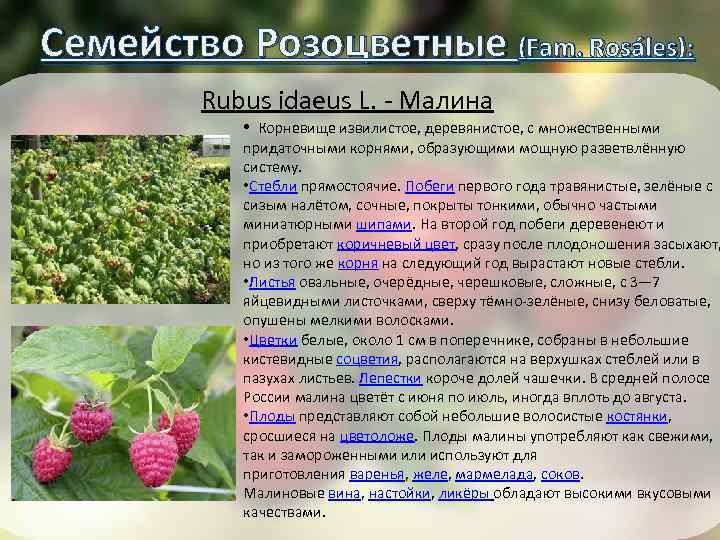 Семейство Розоцветные (Fam. Rosáles): Rubus idaeus L. - Малина • Корневище извилистое, деревянистое, с