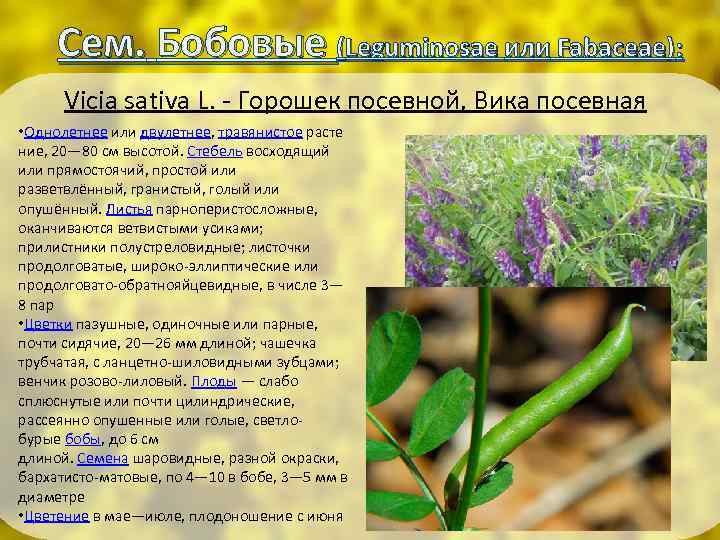 Сем. Бобовые (Leguminosae или Fabaceae): Vicia sativa L. - Горошек посевной, Вика посевная •