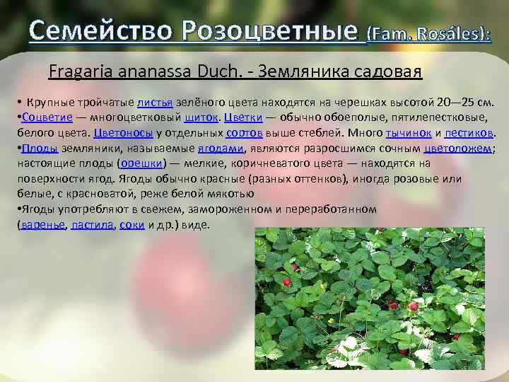 Семейство Розоцветные (Fam. Rosáles): Fragaria ananassa Duch. - Земляника садовая • Крупные тройчатые листья