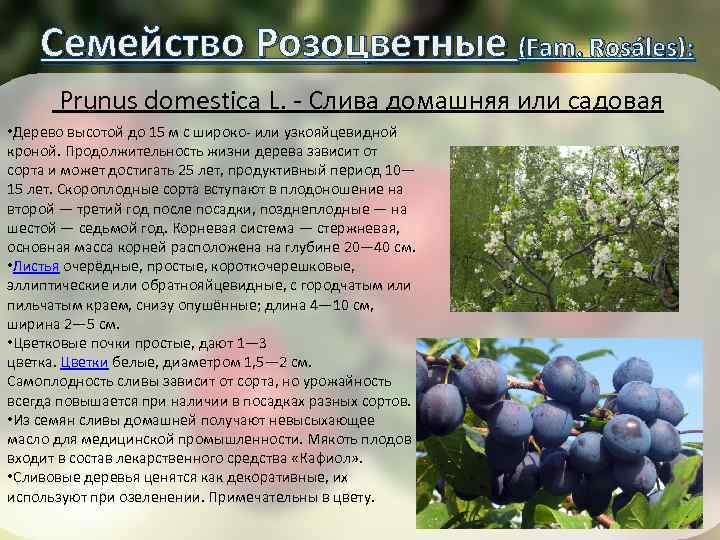 Семейство Розоцветные (Fam. Rosáles): Prunus domestica L. - Слива домашняя или садовая • Дерево