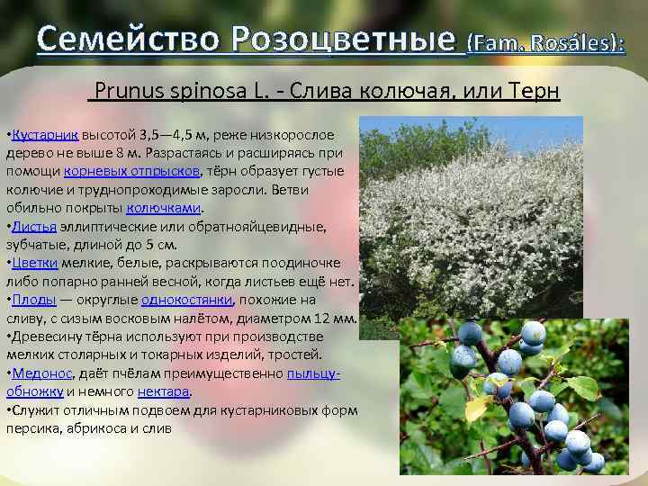Семейство Розоцветные (Fam. Rosáles): Prunus spinosa L. - Слива колючая, или Терн • Кустарник