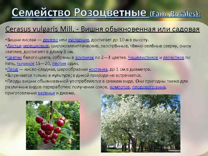 Семейство Розоцветные (Fam. Rosáles): ): Cerasus vulgaris Mill. - Вишня обыкновенная или садовая •