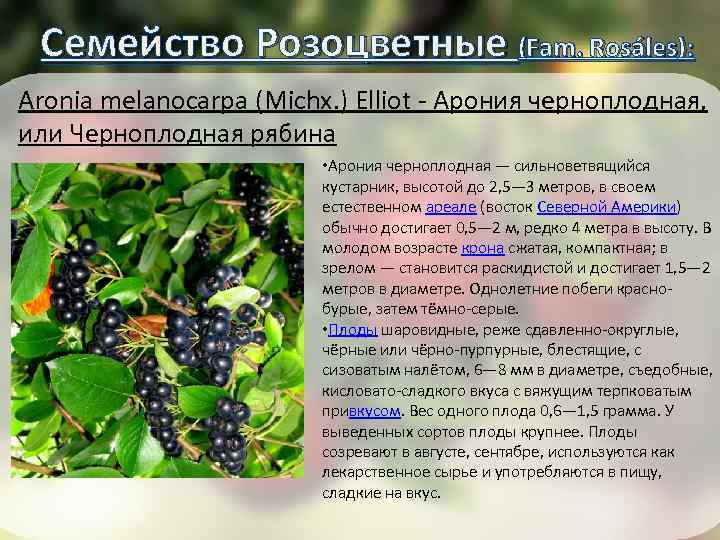 Семейство Розоцветные (Fam. Rosáles): ): Aronia melanocarpa (Michx. ) Elliot - Арония черноплодная, или