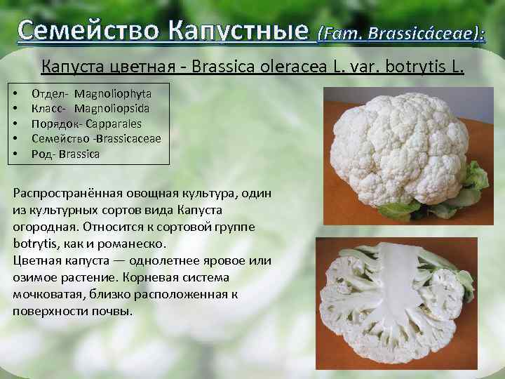 Семейство Капустные (Fam. Brassicáceae): Капуста цветная - Brassica oleracea L. var. botrytis L. •
