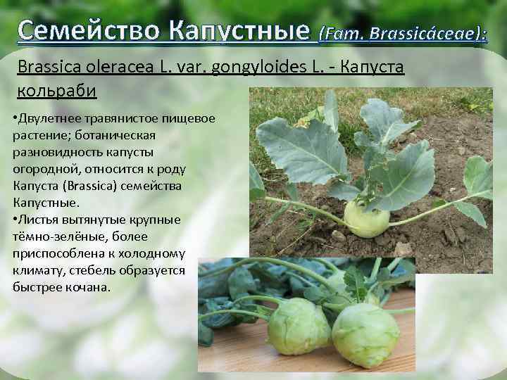 Семейство Капустные (Fam. Brassicáceae): Brassica oleracea L. var. gongyloides L. - Капуста кольраби •