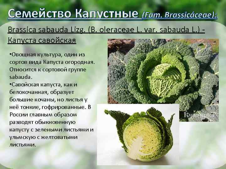 Семейство Капустные (Fam. Brassicáceae): Brassica sabauda Lizg. (B. oleraceae L. var. sabauda L. )