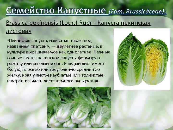 Семейство Капустные (Fam. Brassicáceae): Brassica pekinensis (Lour. ) Rupr - Капуста пекинская листовая •