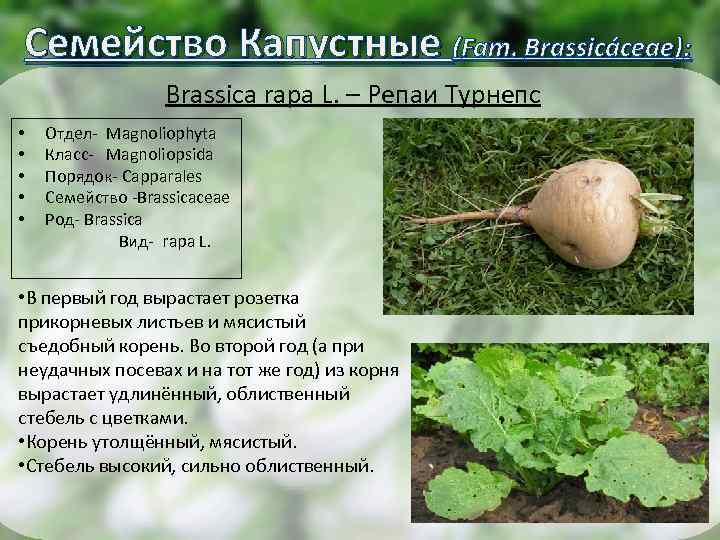 Семейство Капустные (Fam. Brassicáceae): Brassica rapa L. – Репаи Турнепс • • • Отдел-