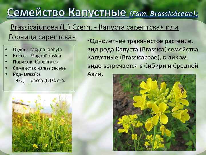 Семейство Капустные (Fam. Brassicáceae): Brassicajuncea (L. ) Czern. - Капуста сарептская или Горчица сарептская