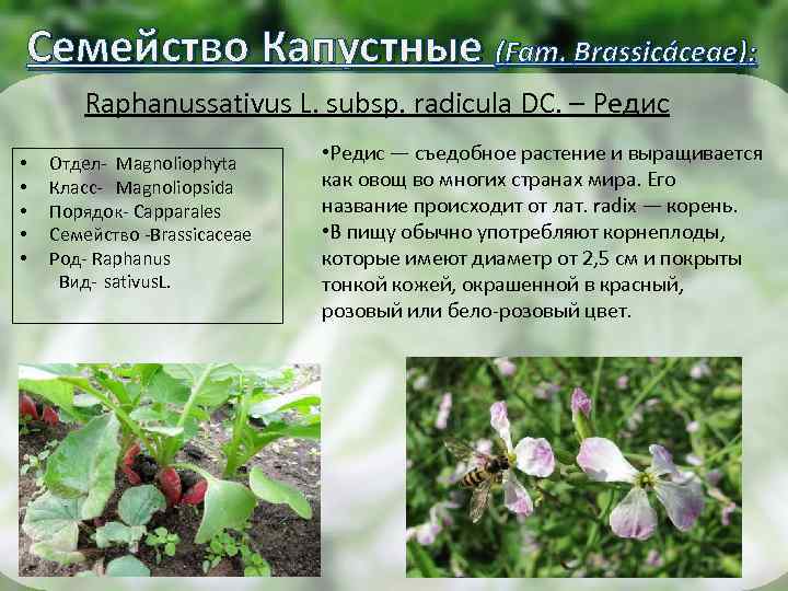 Семейство Капустные (Fam. Brassicáceae): Raphanussativus L. subsp. radicula DC. – Редис • • •