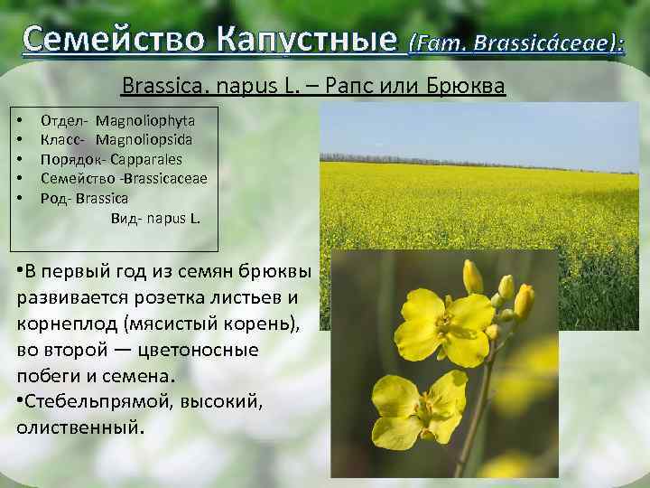 Семейство Капустные (Fam. Brassicáceae): Brassica. napus L. – Рапс или Брюква • • •