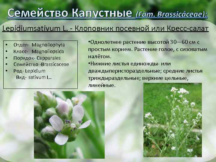 Семейство Капустные (Fam. Brassicáceae): Lepidiumsativum L. - Клоповник посевной или Кресс-салат • • •