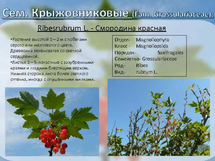 Сем. Крыжовниковые (Fam. Grossulariaceae): Ribesrubrum L. - Смородина красная • Растение высотой 1— 2