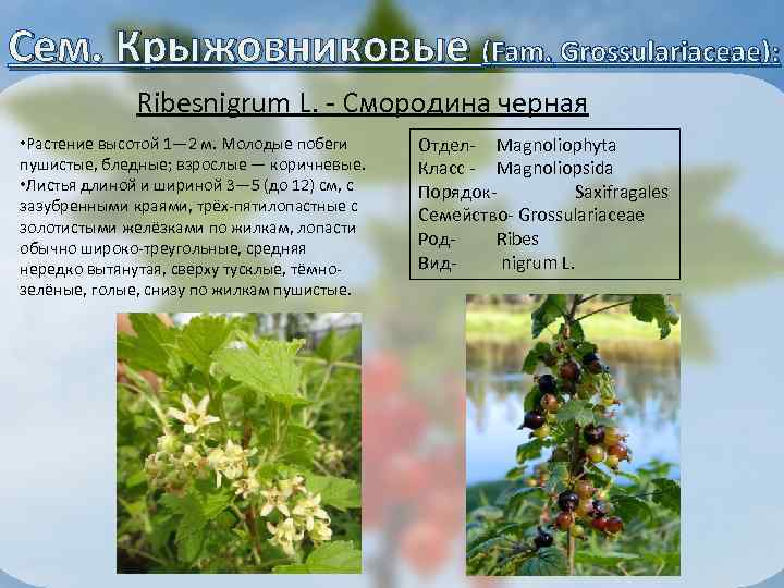 Сем. Крыжовниковые (Fam. Grossulariaceae): Ribesnigrum L. - Смородина черная • Растение высотой 1— 2