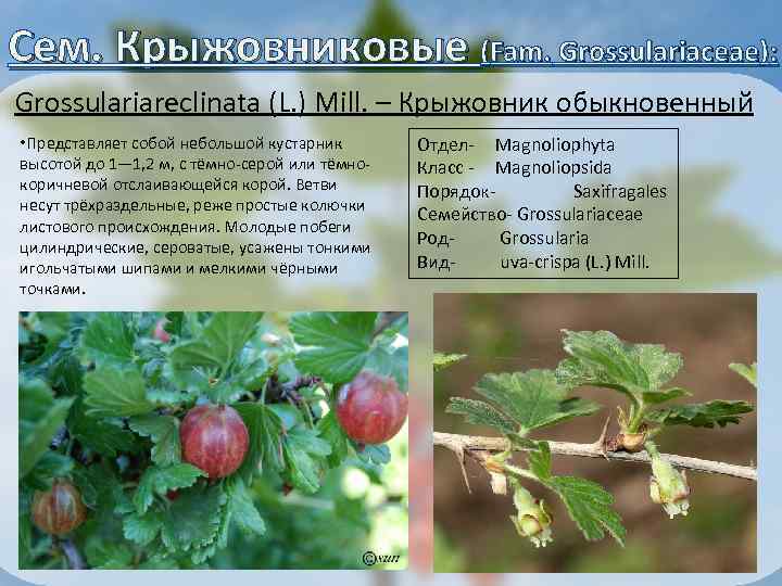 Сем. Крыжовниковые (Fam. Grossulariaceae): Grossulariareclinata (L. ) Mill. – Крыжовник обыкновенный • Представляет собой