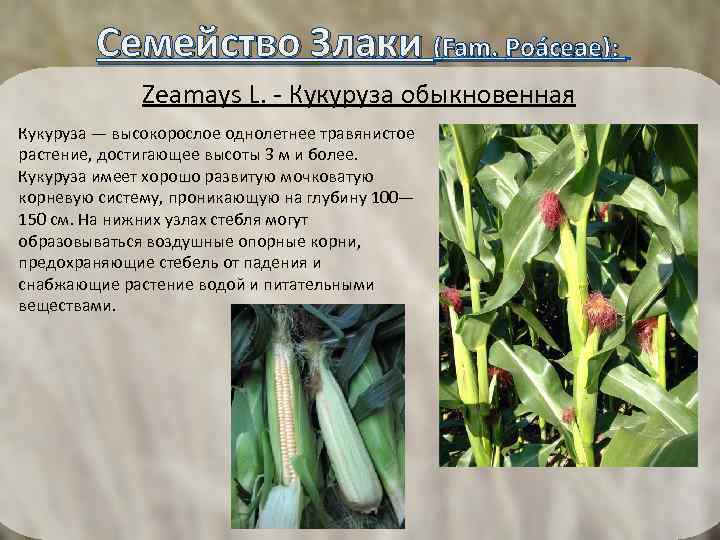  Семейство Злаки (Fam. Poáceae): Zeamays L. - Кукуруза обыкновенная Кукуруза — высокорослое однолетнее