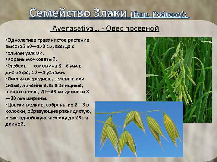  Семейство Злаки (Fam. Poáceae): Avenasativa. L. - Овес посевной • Однолетнее травянистое растение