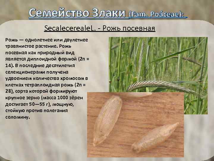  Семейство Злаки (Fam. Poáceae): Secalecereale. L. - Рожь посевная Рожь — однолетнее или