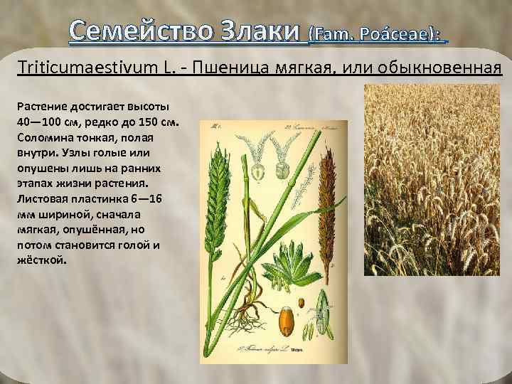  Семейство Злаки (Fam. Poáceae): Triticumaestivum L. - Пшеница мягкая, или обыкновенная Растение достигает